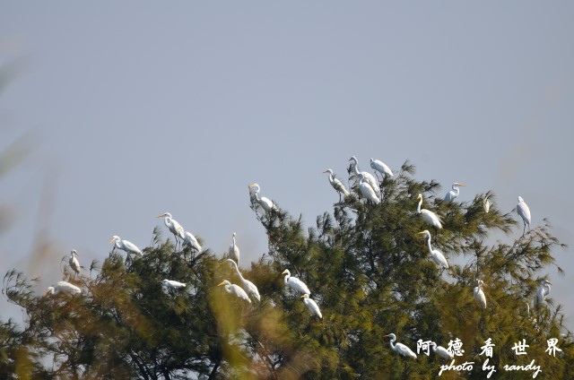 鰲鼓2 082.JPG 鰲鼓2 082.JPG
