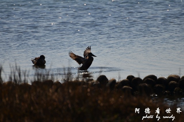 鰲鼓D7 020.JPG 鰲鼓D7 020.JPG