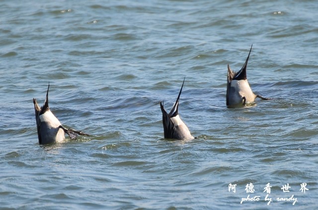 鰲鼓D7 048.JPG 鰲鼓D7 048.JPG