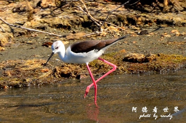鰲鼓D7 074.JPG 鰲鼓D7 074.JPG