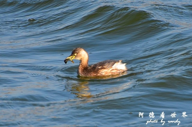 鰲鼓D7 101.JPG 鰲鼓D7 101.JPG