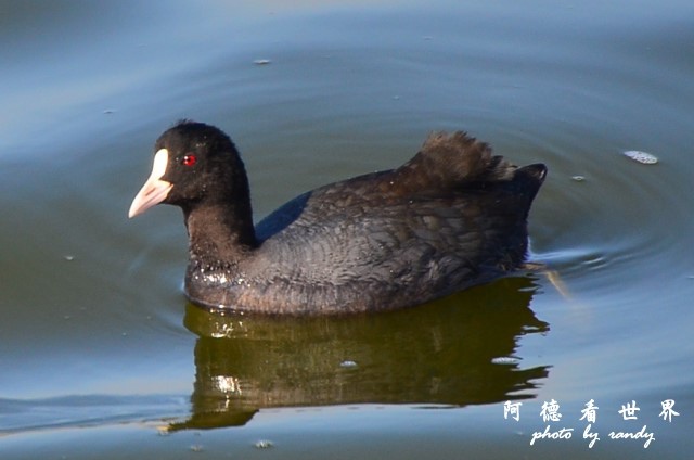 鰲鼓D7 123.JPG 鰲鼓D7 123.JPG