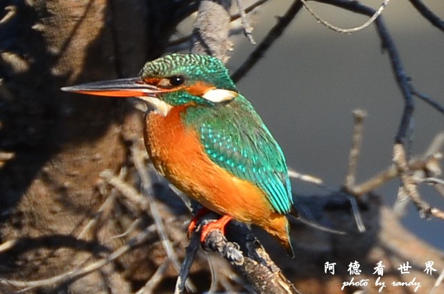 鰲鼓D7 168.JPG 鰲鼓D7 168.JPG