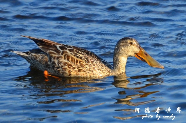 鰲鼓D7 171.JPG 鰲鼓D7 171.JPG