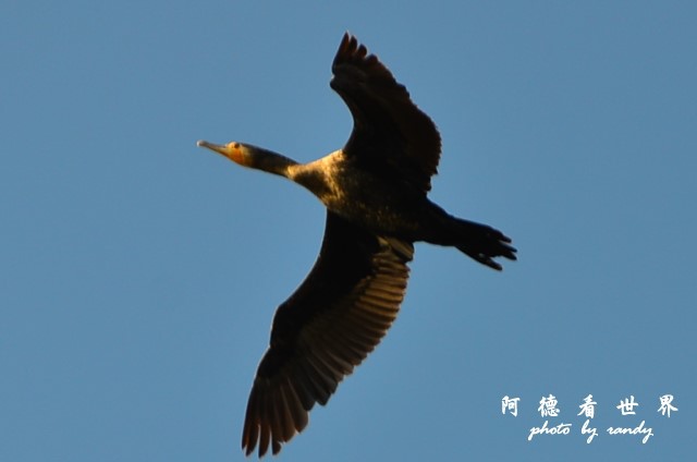 鰲鼓2 176.JPG 鰲鼓2 176.JPG