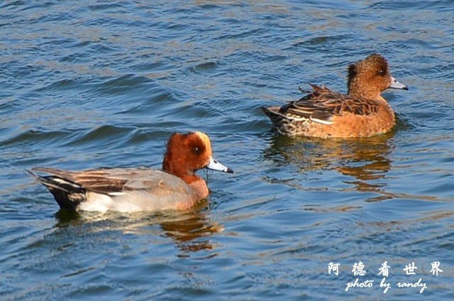 鰲鼓D7 111.JPG 鰲鼓D7 111.JPG