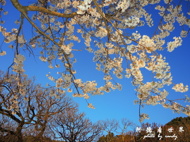 柳川-太宰府p77 227.JPG