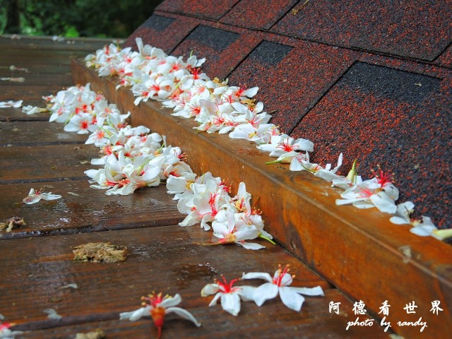 玉里-嘉義P77 143.JPG 玉里-嘉義P77 143.JPG