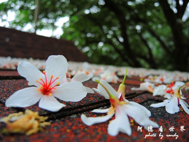 玉里-嘉義P77 148.JPG 玉里-嘉義P77 148.JPG