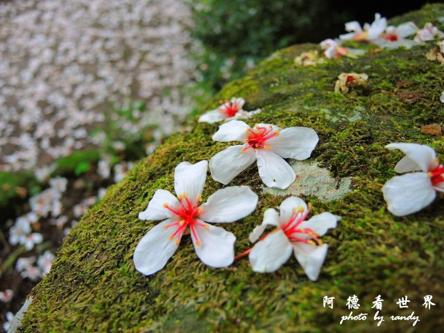 玉里-嘉義P77 167.JPG 玉里-嘉義P77 167.JPG