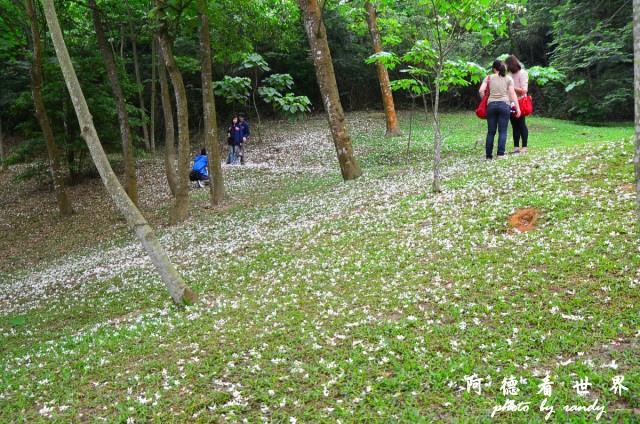 油桐花坊D7 002.JPG 油桐花坊D7 002.JPG