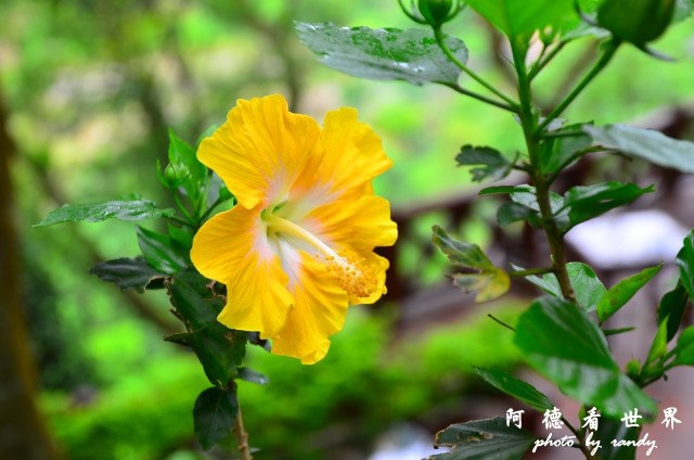 油桐花坊D7 039.JPG 油桐花坊D7 039.JPG