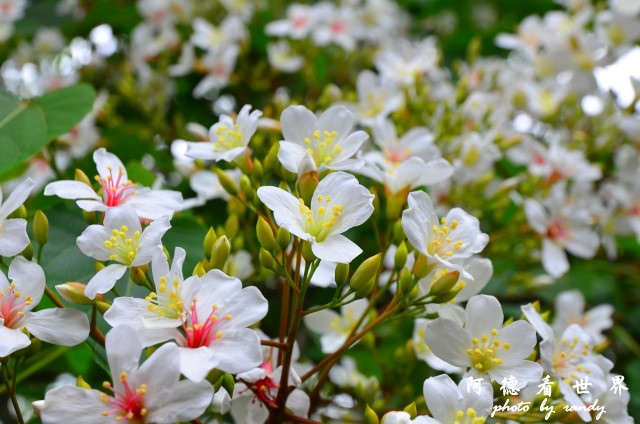 油桐花坊D7 067.JPG 油桐花坊D7 067.JPG
