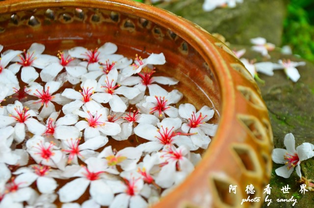 油桐花坊D7 085.JPG 油桐花坊D7 085.JPG