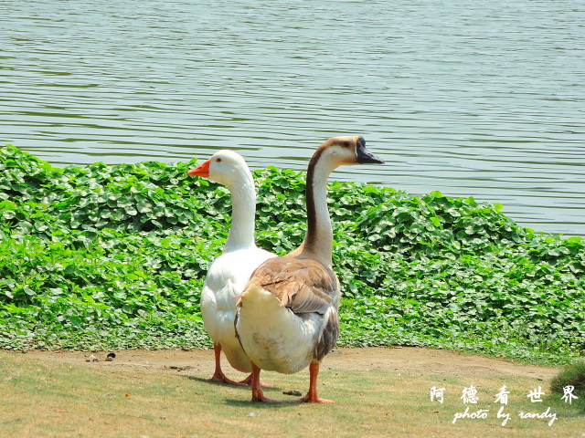 玉里-嘉義P77 071.JPG 玉里-嘉義P77 071.JPG