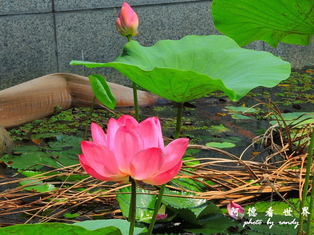 玉里-嘉義P77 061.JPG 玉里-嘉義P77 061.JPG