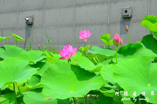 高雄美術館D7 044.JPG 高雄美術館D7 044.JPG