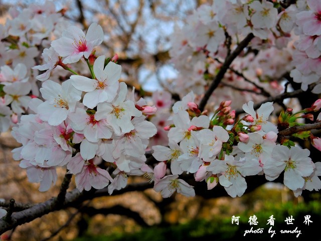 櫻島-鹿兒島P77 258.JPG