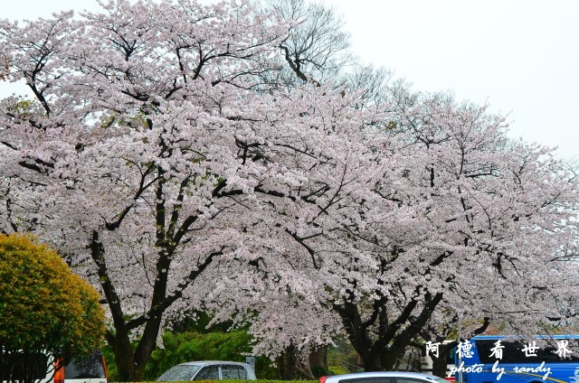 熊本D7 001.JPG