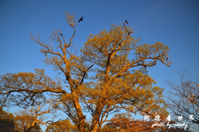 呼子-唐津-福岡D7 252.JPG