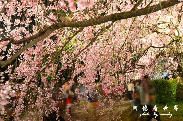 呼子-唐津-福岡D7 314.JPG