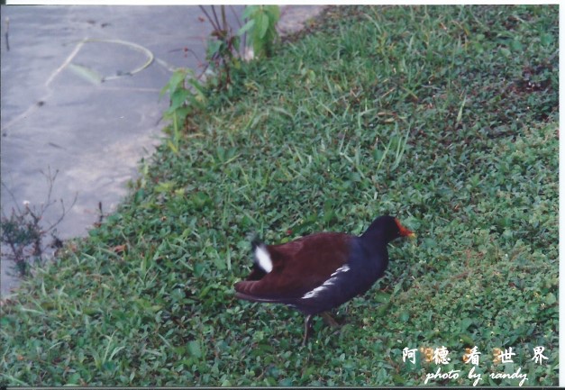 everglade7.jpg everglade7.jpg