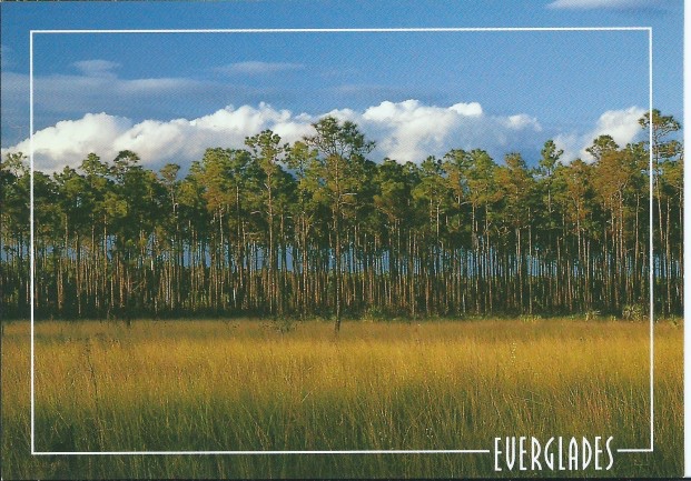 everglade18.jpg everglade18.jpg