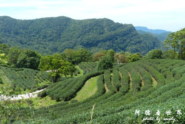 熊空茶園-三耕居FZ 082.JPG