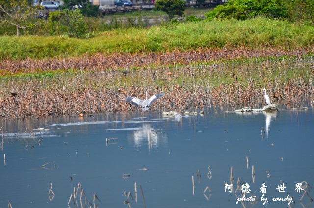 大坡池D7000 105.JPG