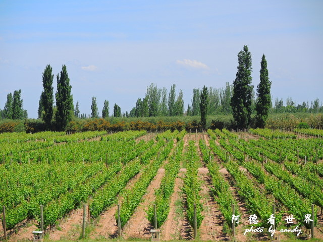 mendoza1P77 209.JPG