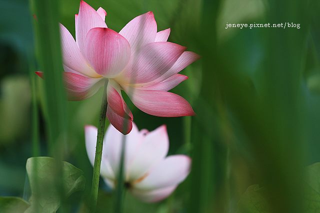 台大安康農場990618 台大安康農場990618