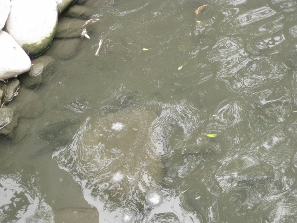 護城河-水裡很多魚 護城河-水裡很多魚
