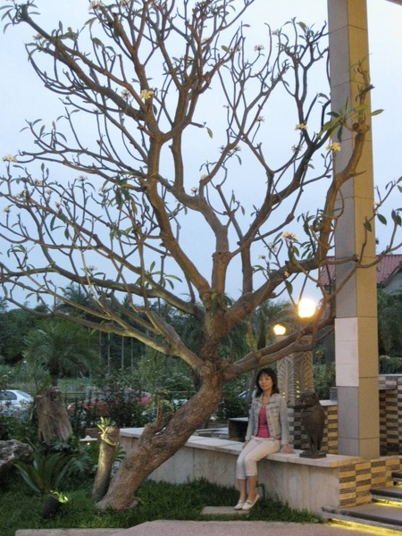 Villa Spa門口的樹也很特別 Villa Spa門口的樹也很特別