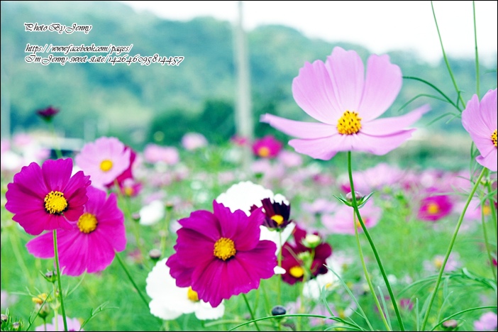 DSC08990.JPG DSC08990.JPG