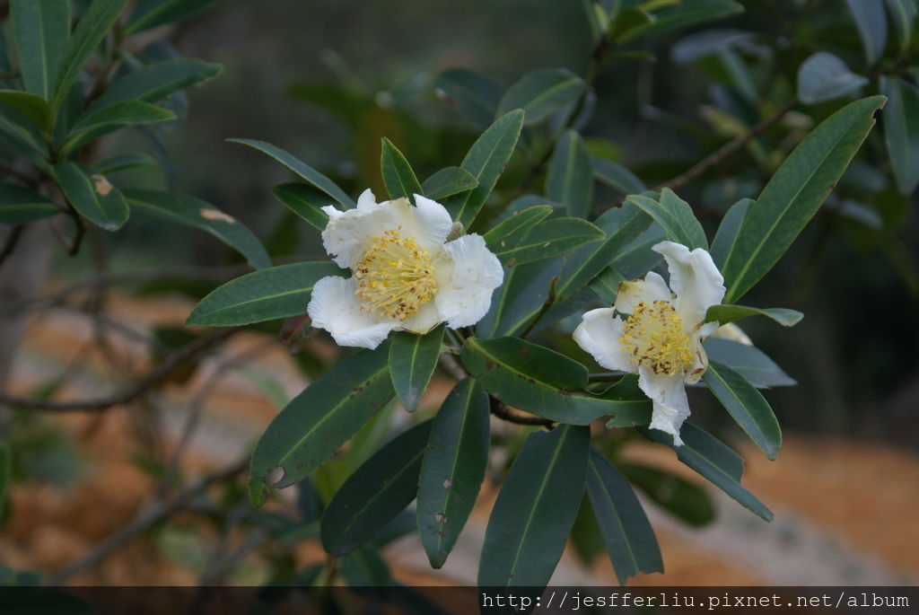 20101229文山農場16