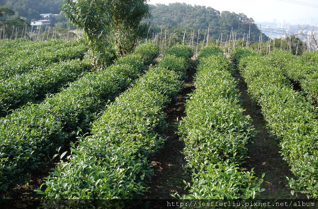木柵鐵觀音-木柵的農業以茶及綠竹筍園為主