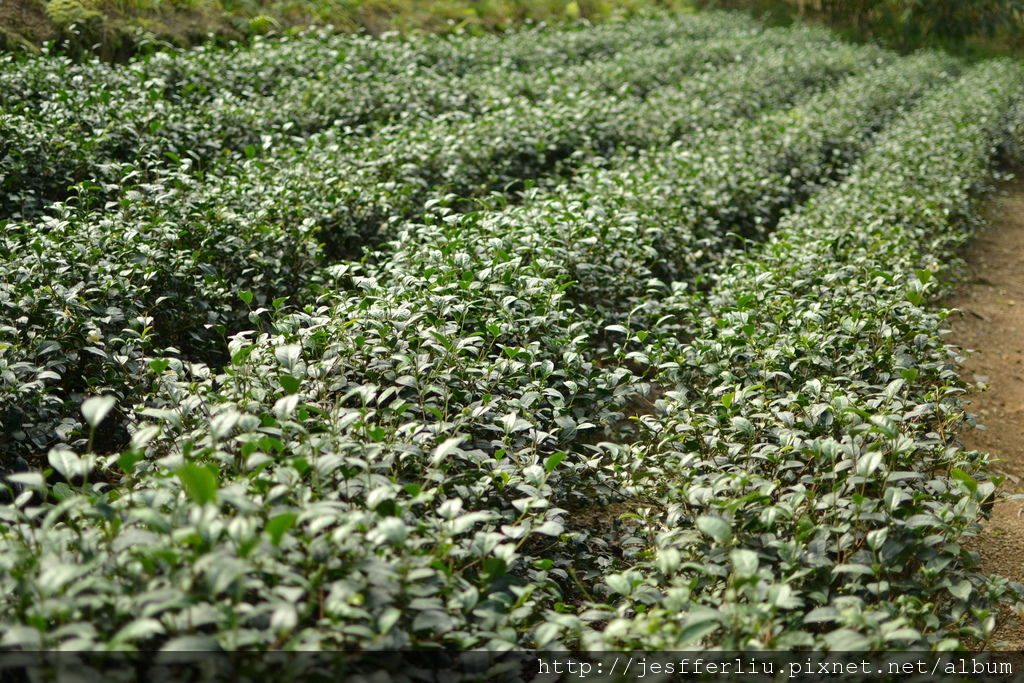 木柵鐵觀音-貓空-鐵觀音茶園