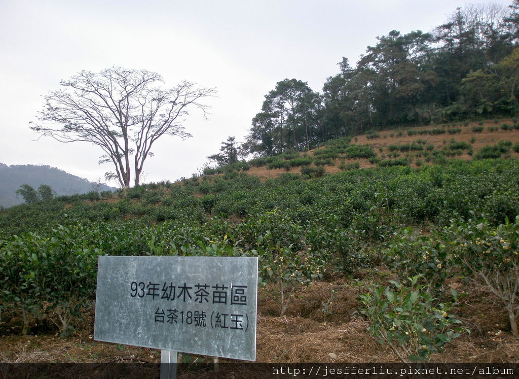 台茶十八號-日月老茶廠.台茶18號紅玉紅茶3