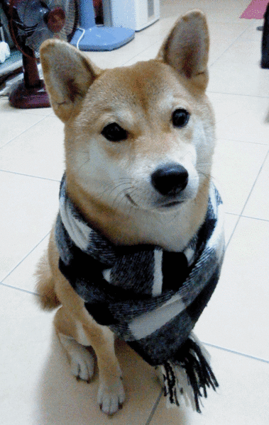 X'mas.gif X'mas.gif