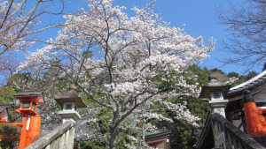 鞍馬寺本殿前櫻花