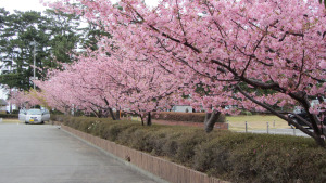 土肥花時計旁的櫻花