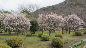 土肥金山內的梅花