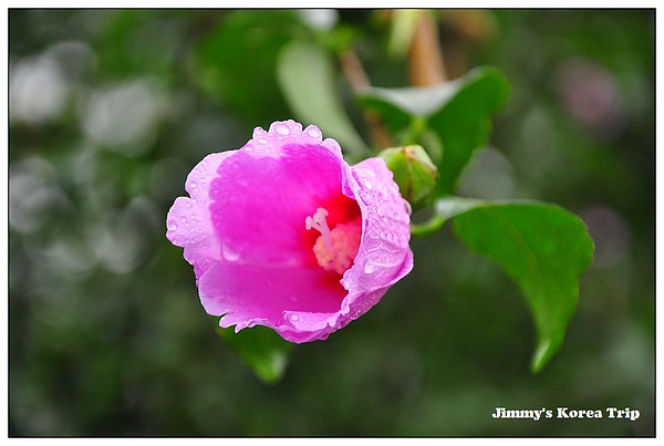 DSC_4663.jpg DSC_4663.jpg