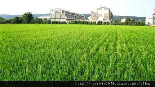 [竹北] 竹北西區(麻園、溝貝、白地)踏查 2011-06-20 025.jpg