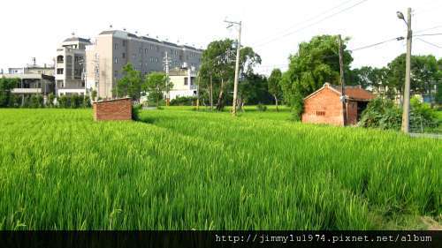 [竹北] 竹北西區(麻園、溝貝、白地)踏查 2011-06-20 058.jpg
