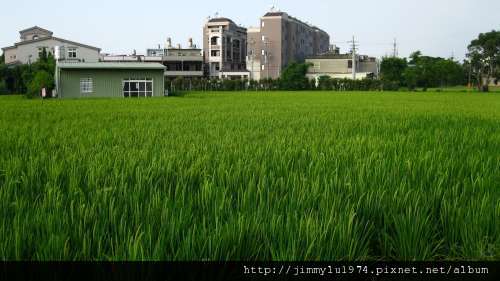 [竹北] 竹北西區(麻園、溝貝、白地)踏查 2011-06-20 062.jpg