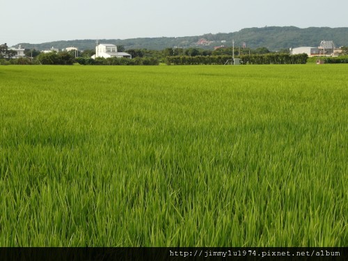 [竹北] 美食,沙灘,魚塭,古道=竹北好美 2012-05-23 030