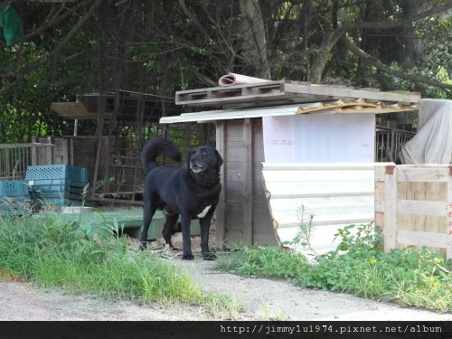 [竹北] 美食,沙灘,魚塭,古道=竹北好美 2012-05-23 072