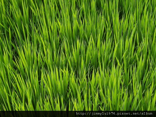 [竹北] 美食,沙灘,魚塭,古道=竹北好美 2012-05-23 098