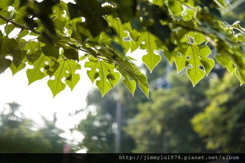 [楊梅埔心] 美居建設「美居森自在」(電梯透天) 2013-11-15 030